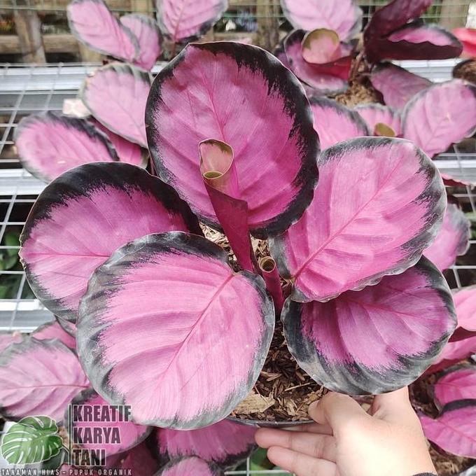 Tmn- Tanaman Hias Calathea Crimson - Calatea Crimson Roseopicta