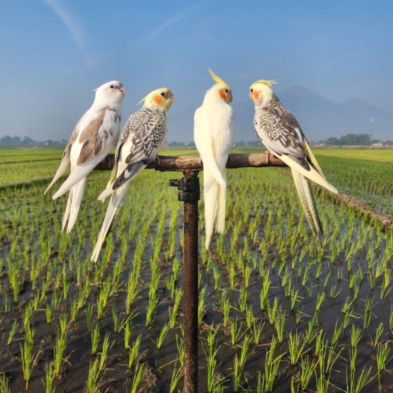 [SF] FALK PARKIT AUSTRALIA AMAN UNTUK MAINAN ANAK GREY PIED/ PEARL MUTIARA FREE FLY