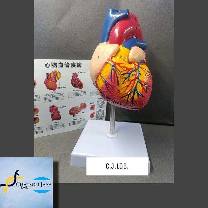 Alat Peraga Anatomi Jantung Manusia Terdiri 2 Bagian-Manekin Jantung