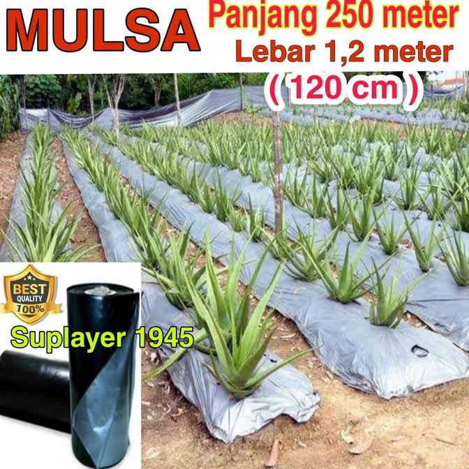 MULSA ( 1 ROLL )