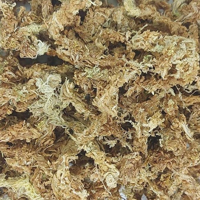 MEDIA TANAM SPHAGNUM MOSS 1 KG