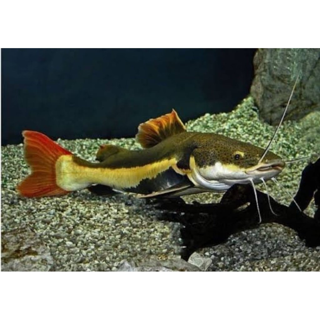 RTC PENGISI AQUARIUM UKUR 7-10 cm