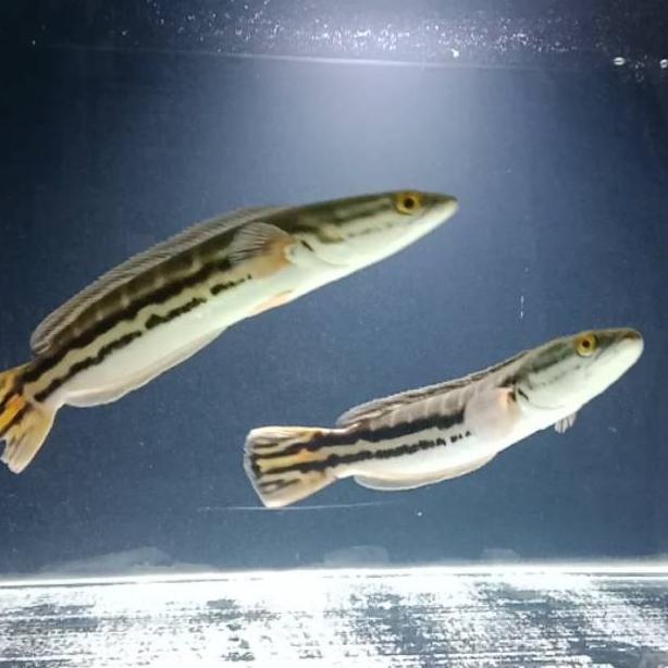-VY- Ikan Toman Channa Micropeltes Ikan Hias Ikan Predator