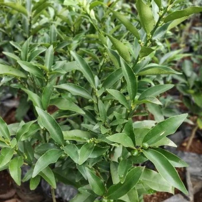 Bibit jeruk nagami berbuah / jeruk kimkit asli hasil okulasi