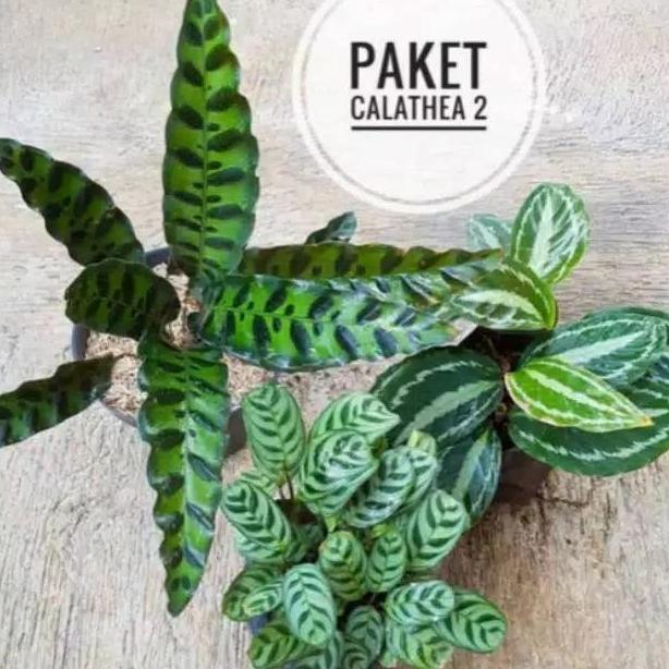 paket hemat 3 tanaman hias calathea - tanaman hias pot - calathea