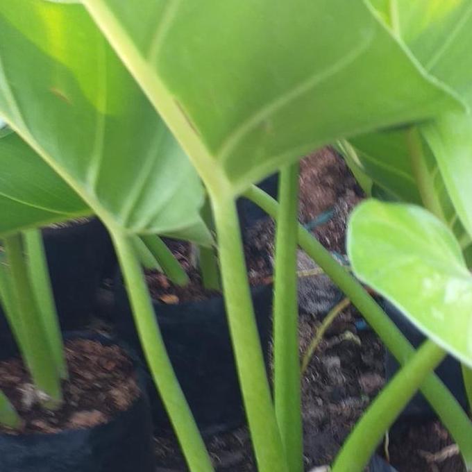 tanaman hias philo marbel