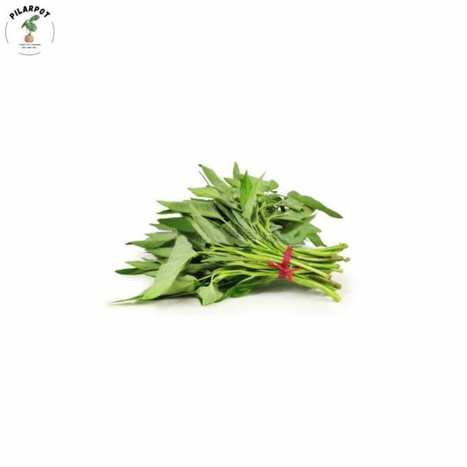Silvergarden- Benih Bibit Kangkung Bangkok Lp Cap Panah Merah - Kangkung Bangkok Lp