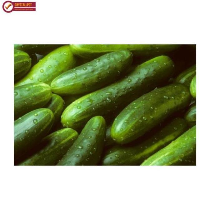 Silvergarden- Benih Bibit Timun Lalap Vitani F1 Cap Panah Merah - Timun Vitani F1