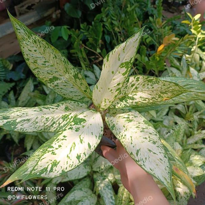 Tanaman Hias Aglonema Diven Bulu Ayam Besar Bunga Aglaonema Bulu Ayam