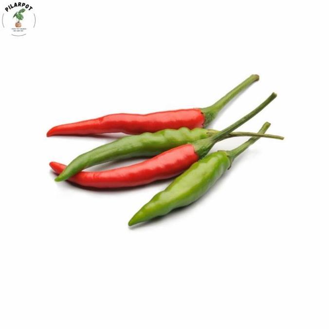 benih bibit cabai rawit bara cap panah merah - CABAI RAWIT BARA