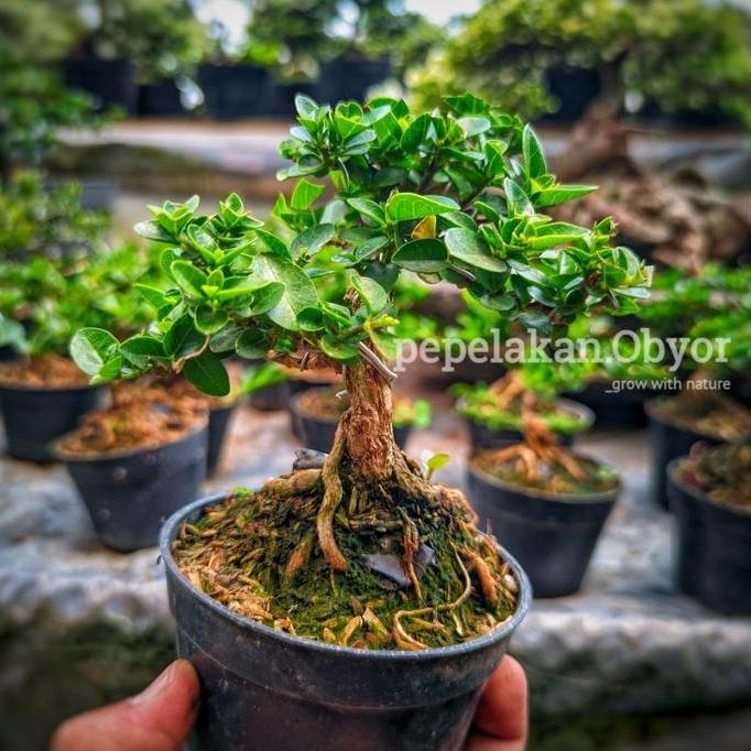 Bonsai Sancang Mini Shito Mame Sudah Siap Pajang Berkarakter Bonus Pot SUDAH BERKARATER