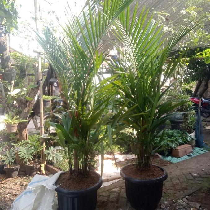 Tanaman hias, Pohon Palem Merah ukuran 2 meter + pot hitam.