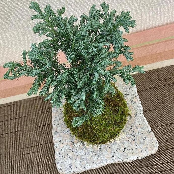 Kokedama Cemara Perak || BAYAR DI TEMPAT