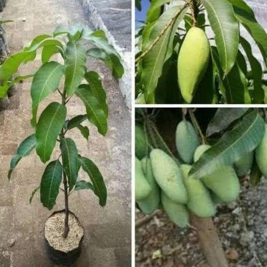 Bibit mangga okyong buah mangga pohon mangga okyong super cepat berbuh