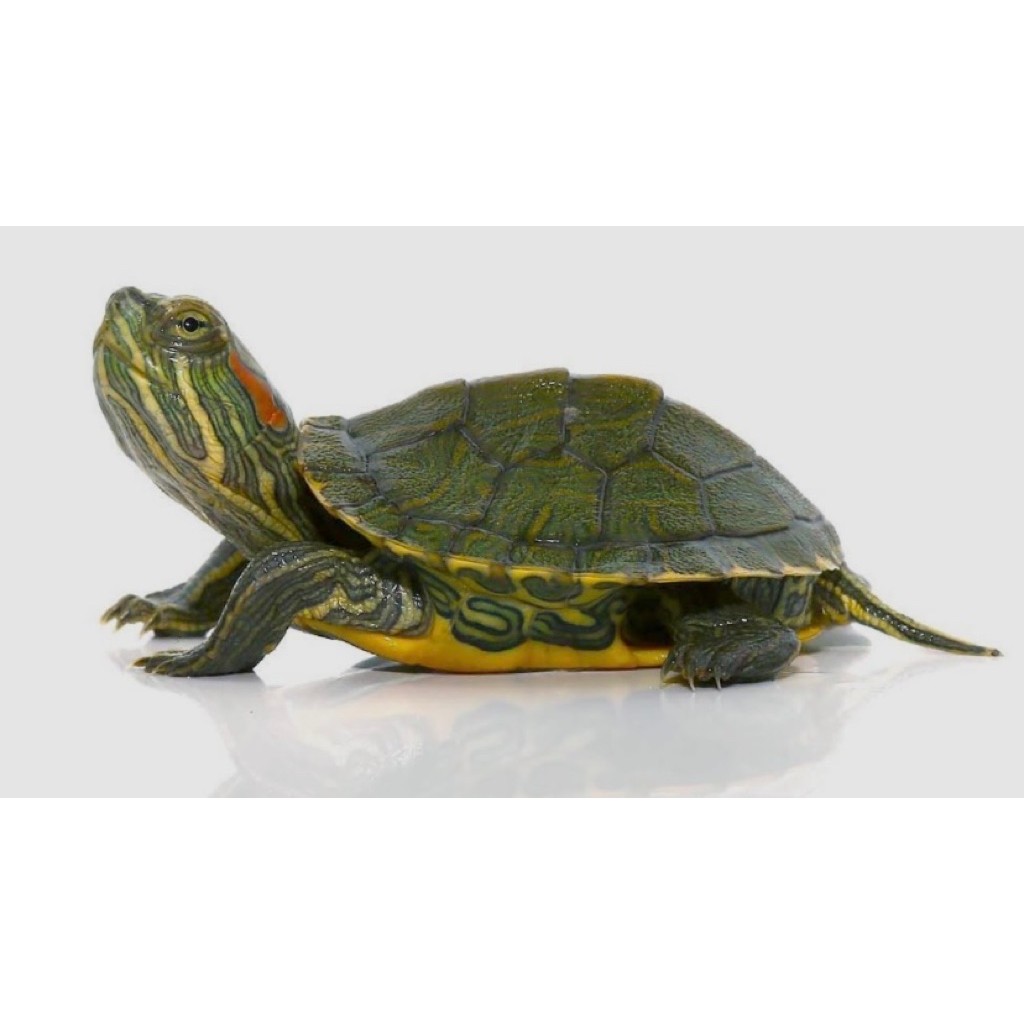 kardus Kura-kur4 BRaziL medium 3-4