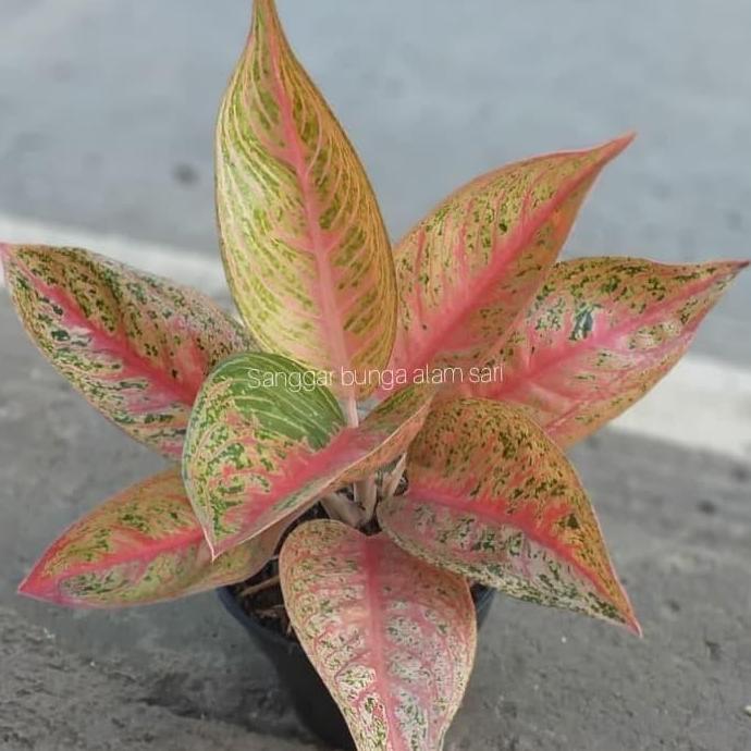 Tanaman Hias Indor Aglonema Legaci +pot