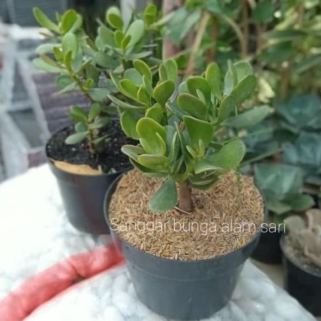 Tanaman Hias Kaktus Jade Plant Hijau Besar + Pot