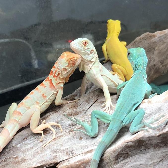 barkahcell44 - iguana green red blue albino snow