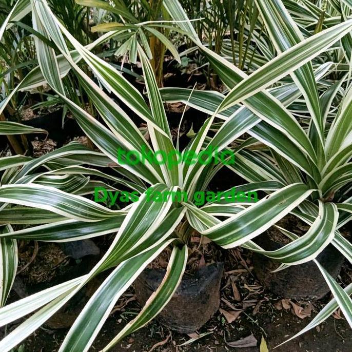 tanaman hias pandan varigata/pandan hias