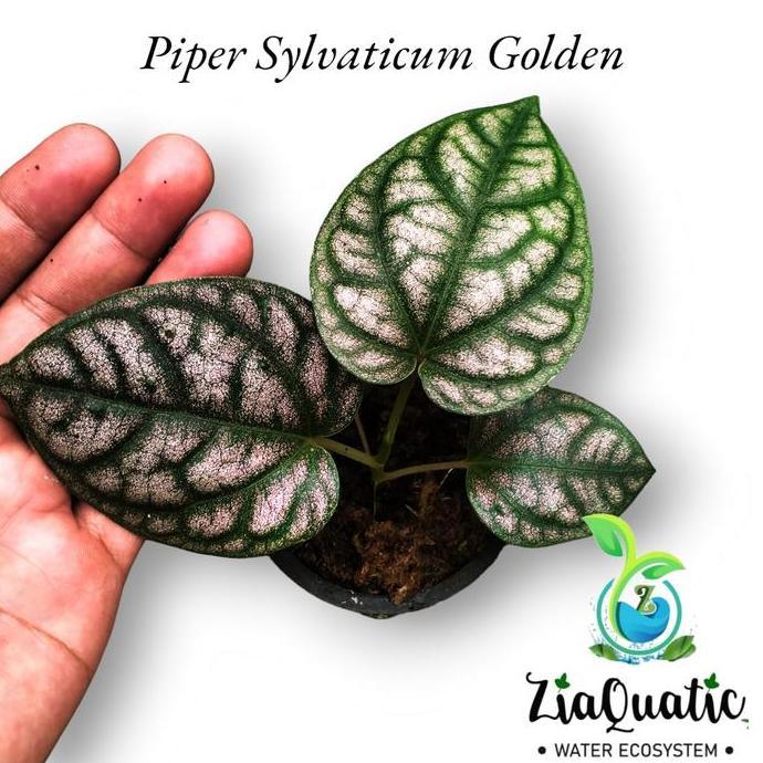 Piper Sylvaticum Golden - Tanaman Hias Paludarium Climbingplant