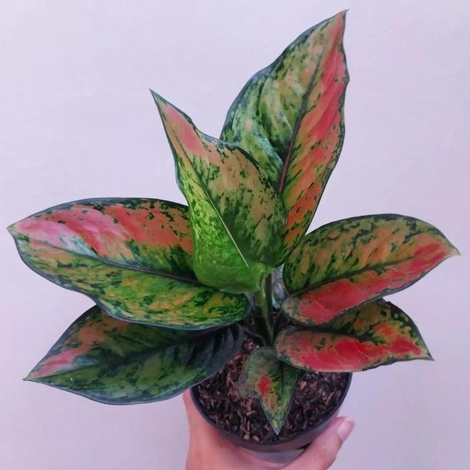 tanaman hias aglonema heng heng // aglonema Heng Heng