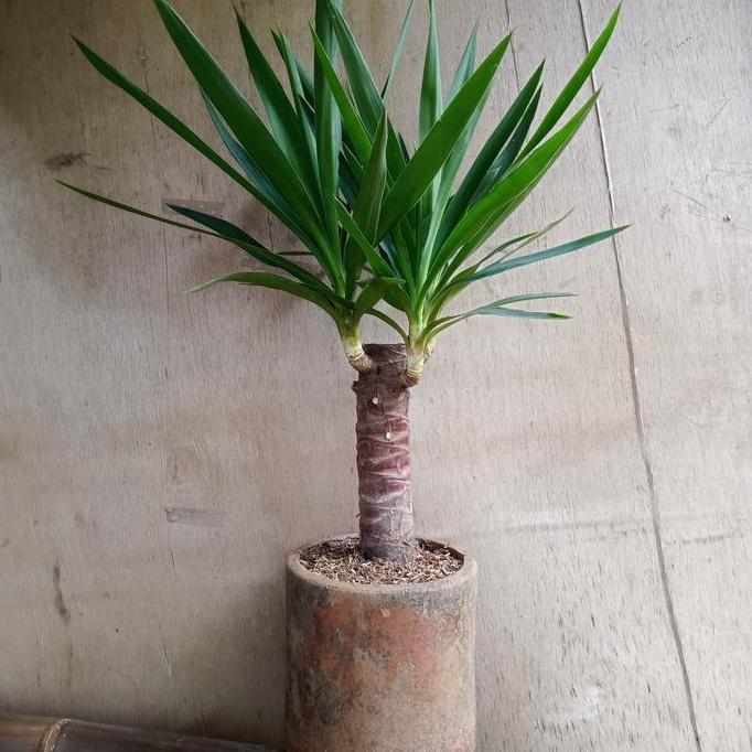 tanaman hias yuca +pot