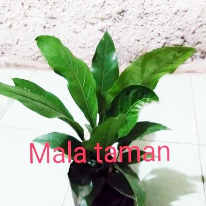 tanaman antorium jermani