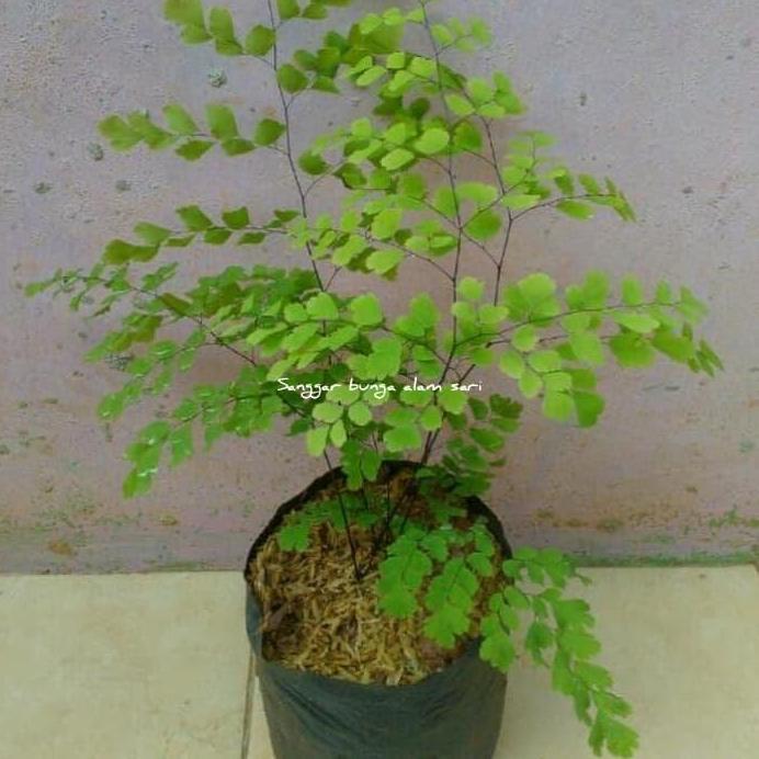 Tanaman Hias Bunga Suplir