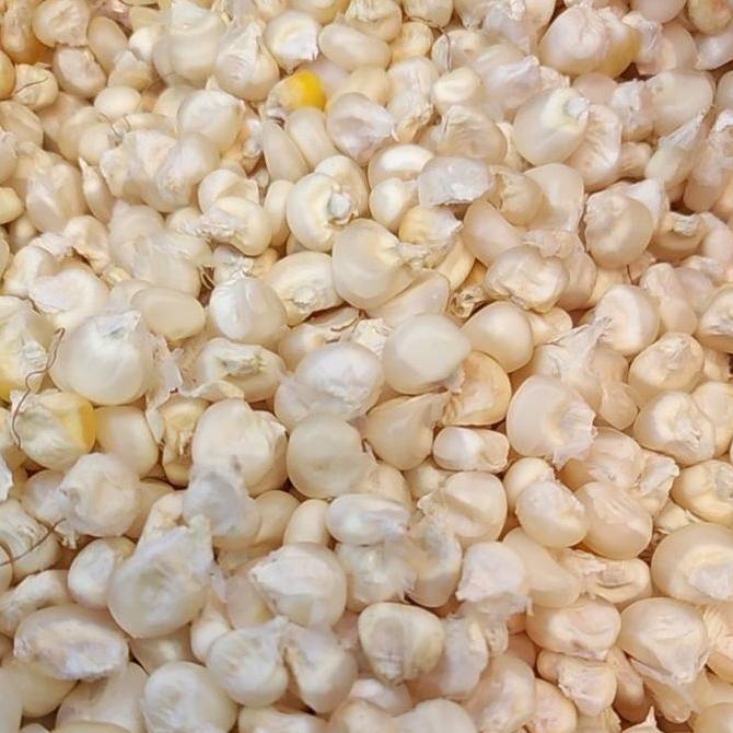 Benih Biji Jagung Putih | Jagung Pulut Putih