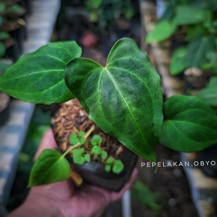 Anthurium Clarinervium X Anthurium Berriozabalense