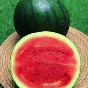 Frutting- Semangka | Semangka Baby | Semangka Jepang - 1 Buah