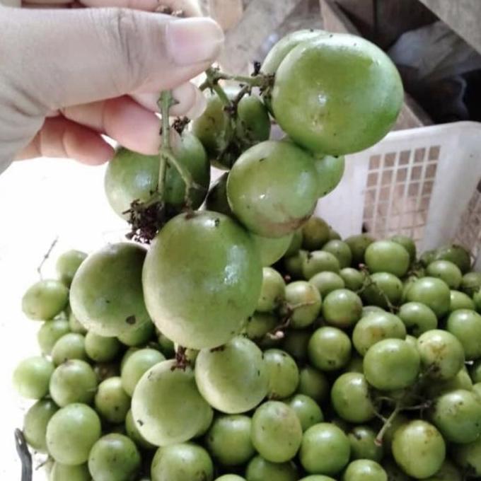 Frutting- Buah Gandaria / Buah Jatake / Buah Ramania
