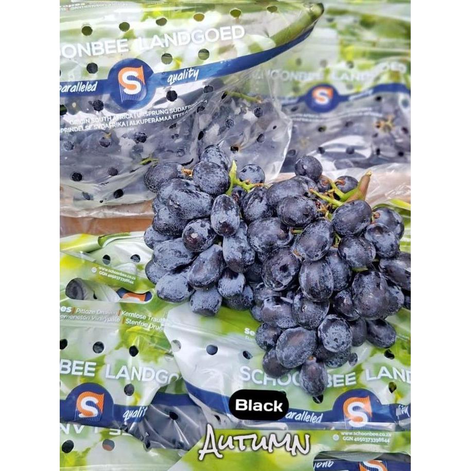 Frutting- Buah Anggur Hitam Black Autum Royal Tanpa Biji Item Manis