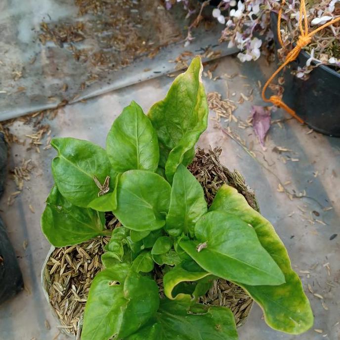 tanaman bayam brazil