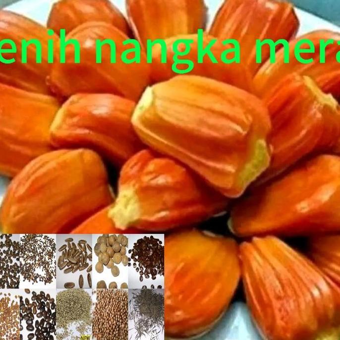 benih tanaman nangka merah super (bbt)