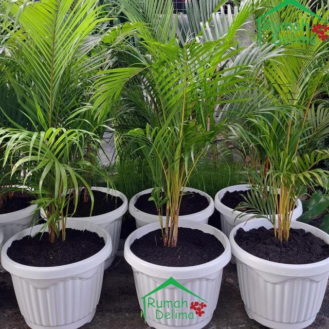 Tanaman palem kuning/Palem Kuning Rimbun/Palem Komodor