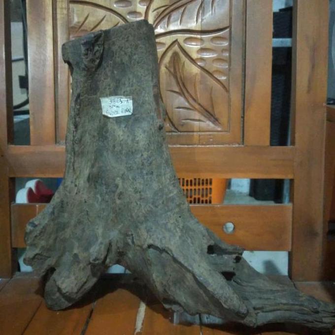 Galih Kayu Gaharu Super Kalimantan