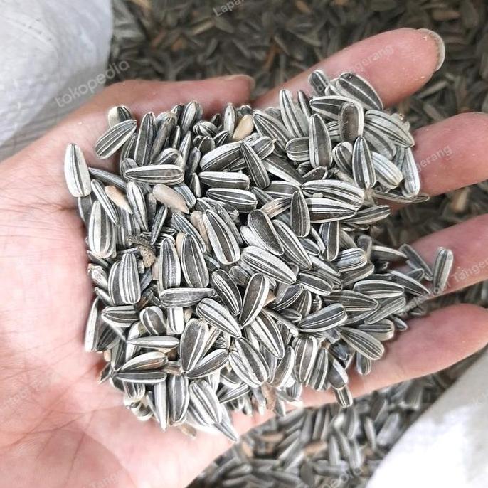 Willofbig- 1 Kg Kuaci Kwaci Sunflower Biji Bunga Matahari Hamster Burung Import