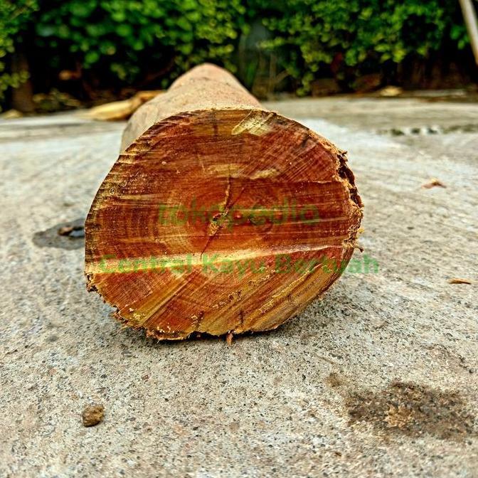 bahan mentah kayu raja merah atau gaharu agatis 1.kg