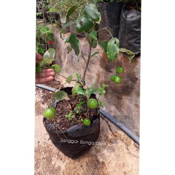 New | Tanaman Buah Bibit Apel India /Bidara China/Cina/Pohon India