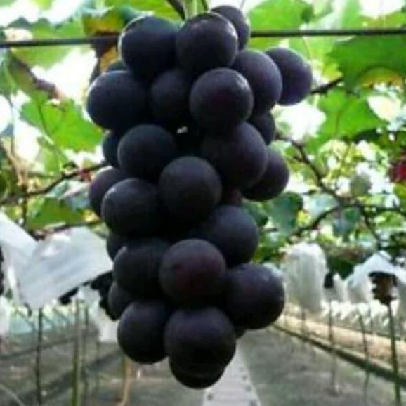 New | Paket 4 Bibit Anggur Import