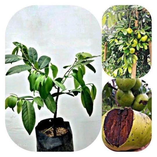 Benih Bibit Tanaman Buah Black Sapote Unggulan - Cepat Berbuah valid