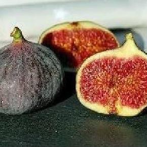 Bibit Buah Tin Fc Tunisia valid