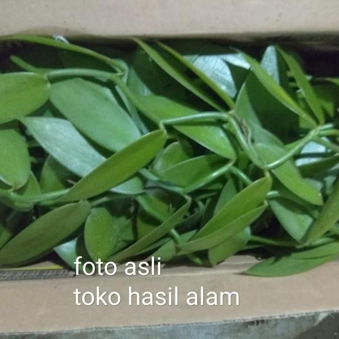 bibit vanili stek vanili planifolia