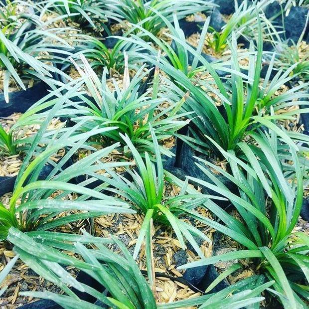 tanaman kucai mini...Mengganti rumput dengan kucai mini,