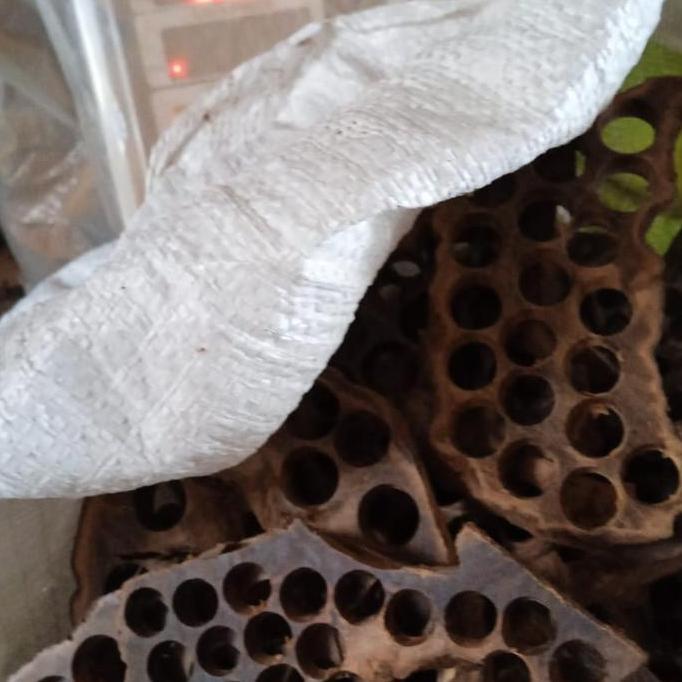 kayu gaharu grade a kayu gaharu super asli kalimantan