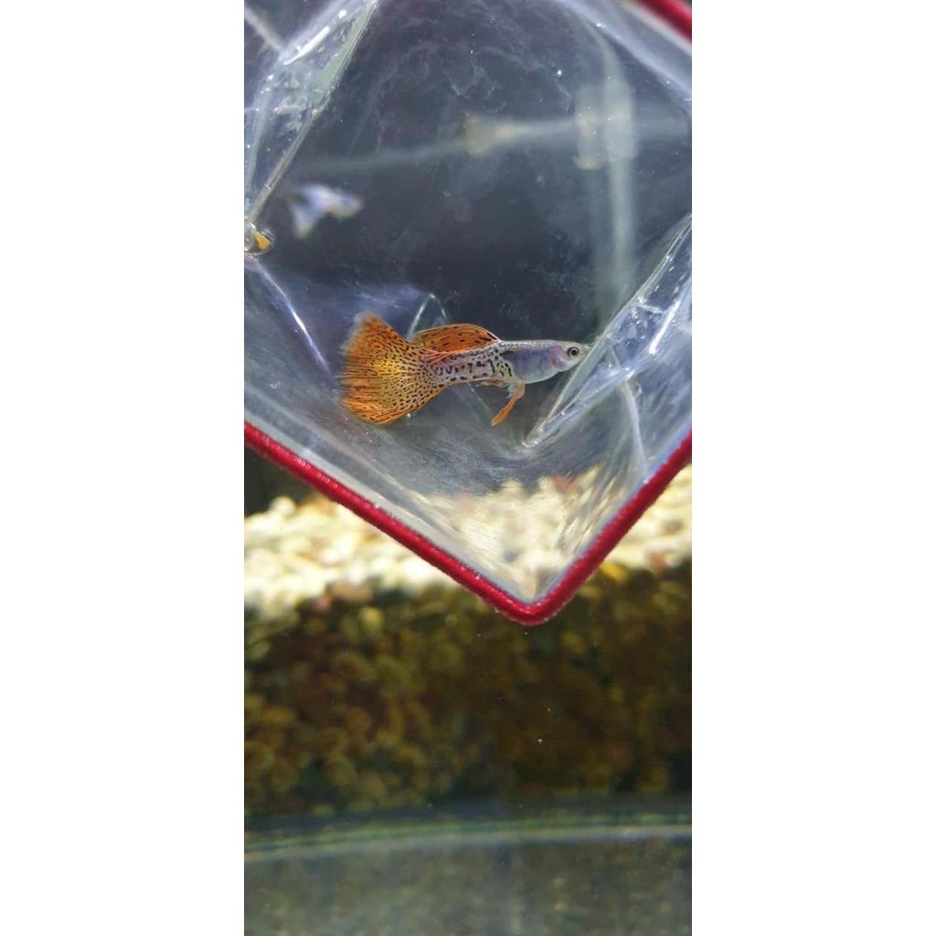 Guppy Metal Snake Skin Red Lace / Guppy mssrl