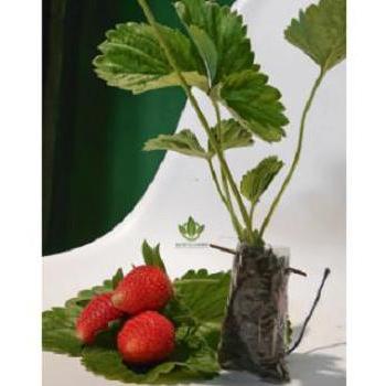 BIBIT STRAWBERRY JUMBO MANIS