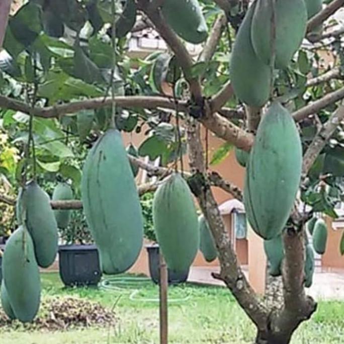 Mangga Kio Jay Bibit Tanaman Buah Super Jumbo Rasa Manis Harum Biji Kecil Cocok Untuk Kebun Dan Pot 