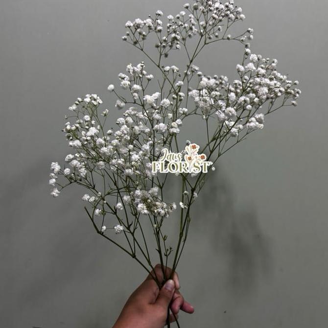 Lansungkirim- Bunga Baby Breath Fresh Asli